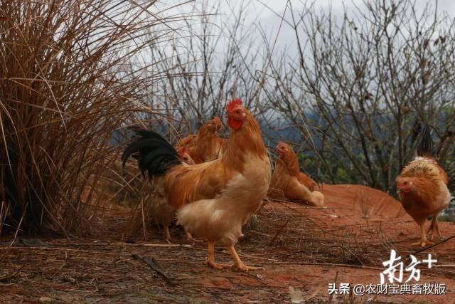 封开县农业农村局最新发展规划概览