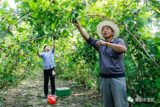 奶桑村最新项目，乡村振兴的新引擎