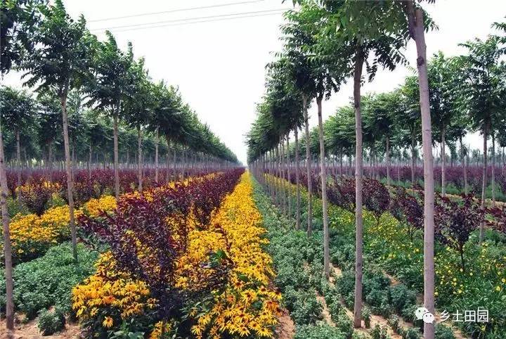 前黄苗圃新项目，绿色发展的探索与实践