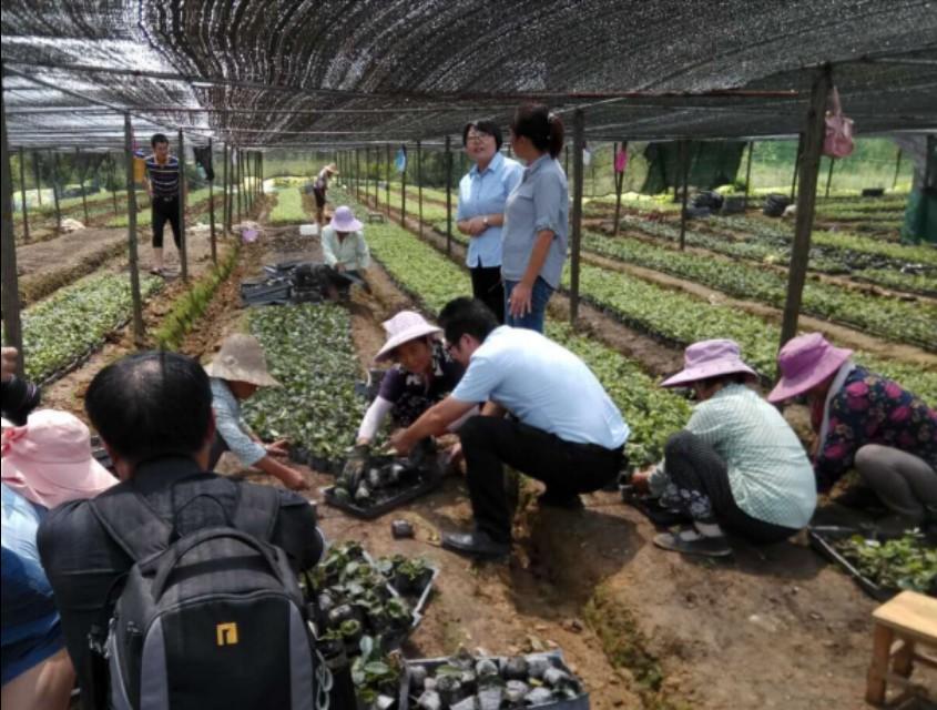 横山苗圃交通最新动态