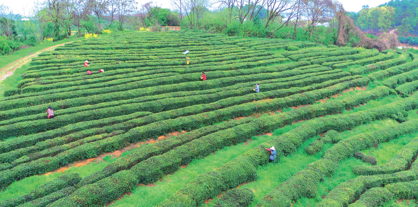 茶林场最新天气预报通知